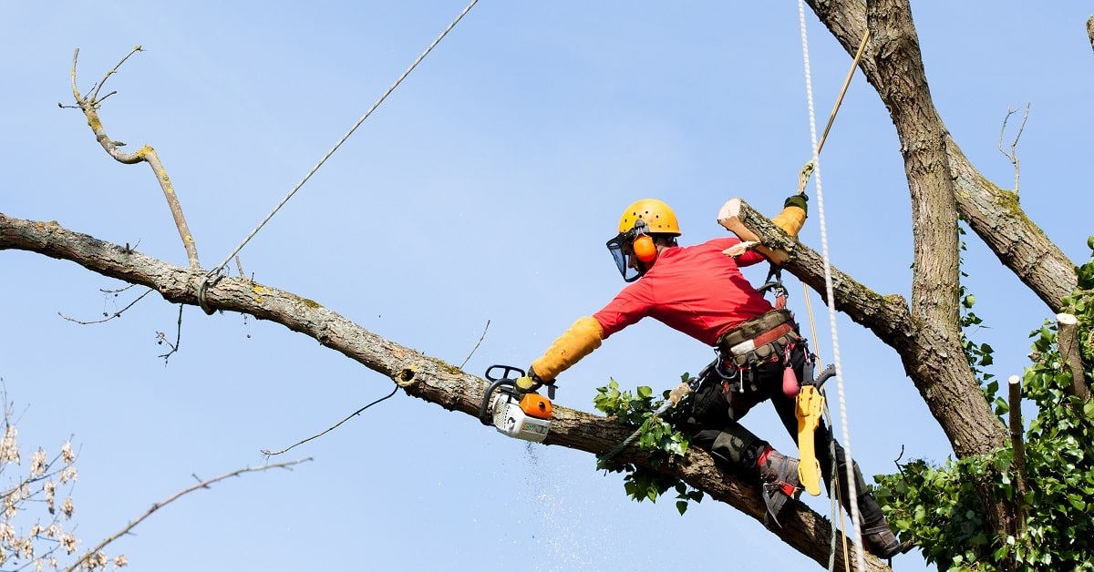 6 Ways for Tree Care Businesses to Reduce Risk to Save Lives and Money