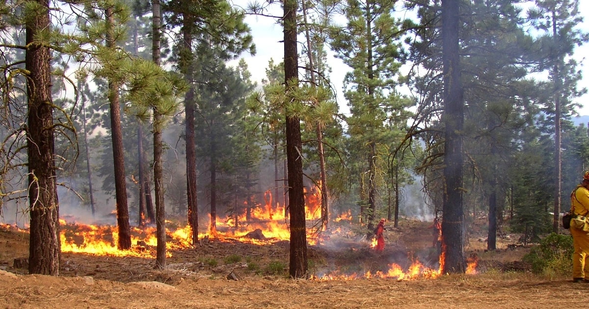 How Your Business Should Prepare for a Wildfire