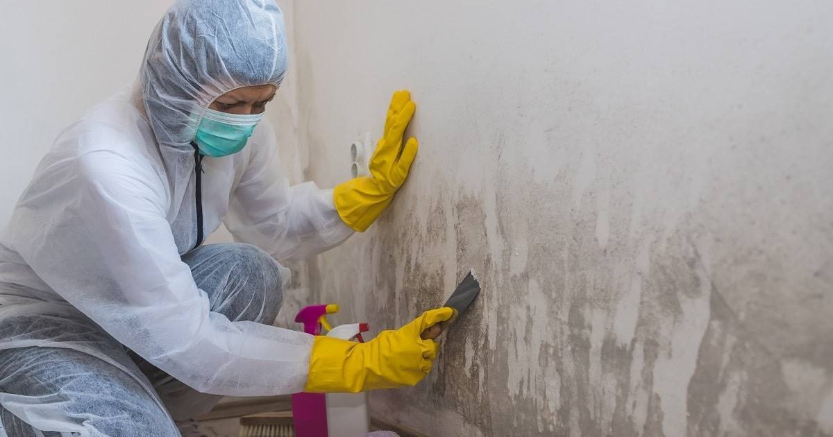 dangers of mold in the workplace