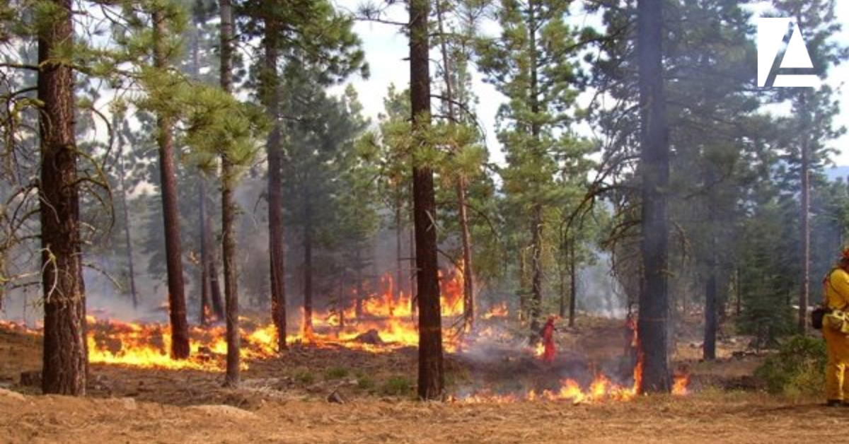 How Can Businesses Prepare for Wildfires?