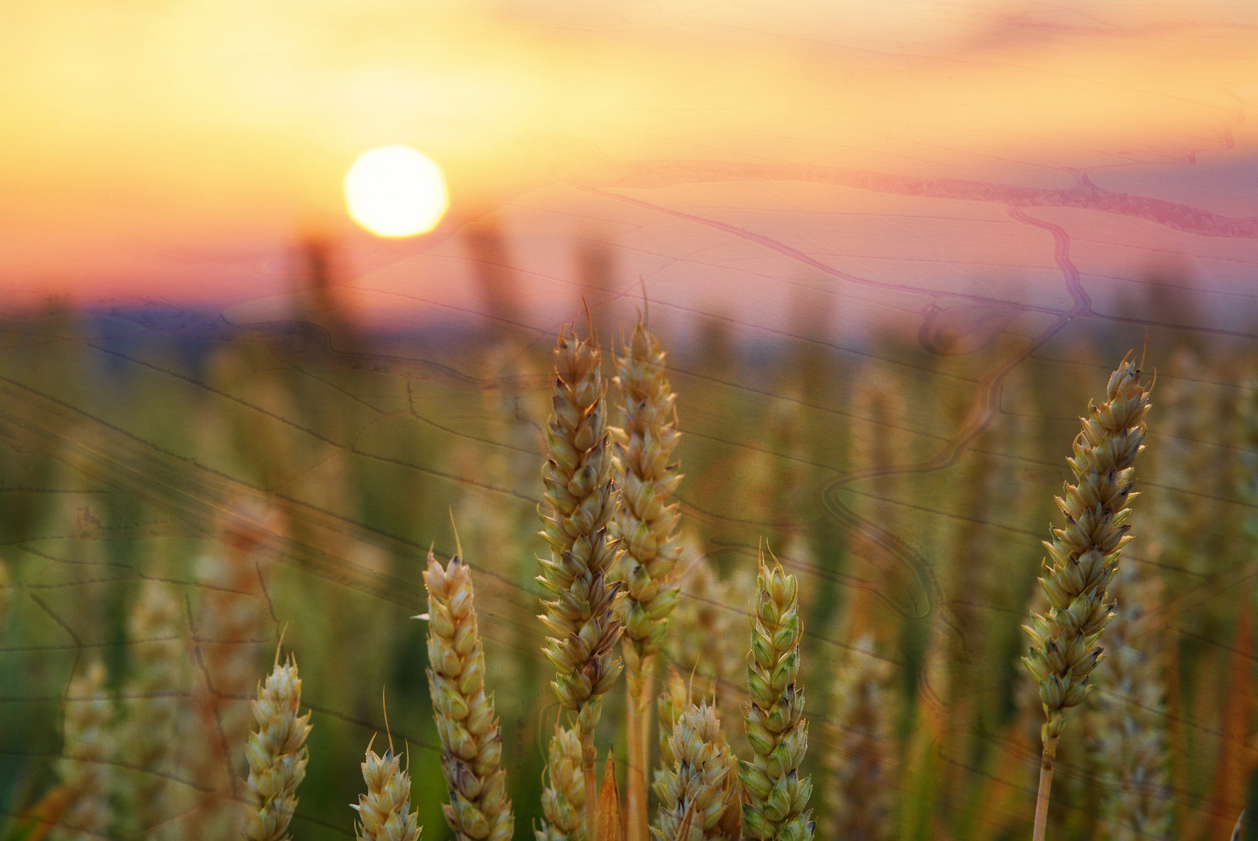 farm agriculture crop insurance